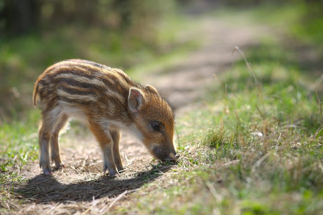 The wild boar is the young of the wild boar.